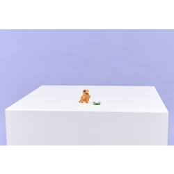 Klocki LEGO 31376 Uroczy Chomik z Kwiatkiem CREATOR